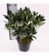 Skimmia