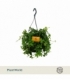 Parthenocissus
