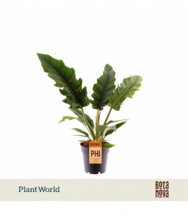 Philodendron