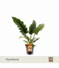 Philodendron