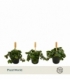 Sedum