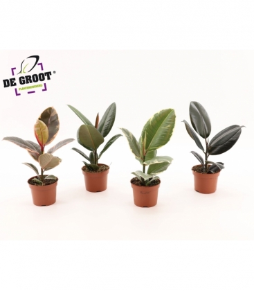 Ficus