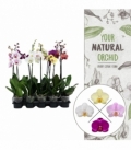Phalaenopsis