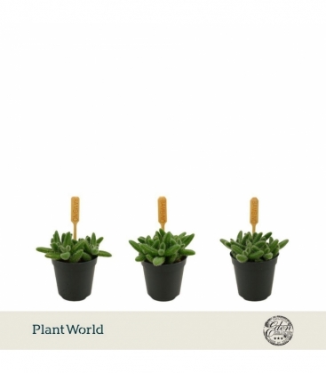 Delosperma