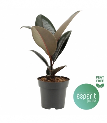 Ficus