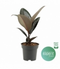 Ficus