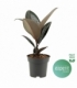 Ficus