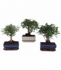 Bonsai