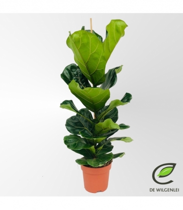 Ficus