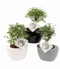 Bonsai