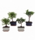Bonsai
