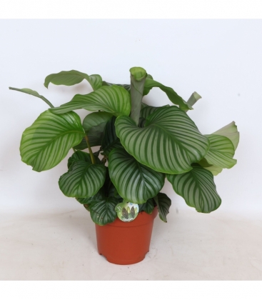 Calathea