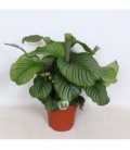 Calathea