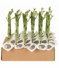 Dracaena