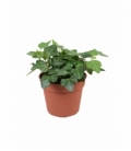 Hedera