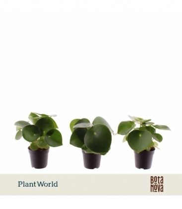 Peperomia