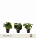 Peperomia