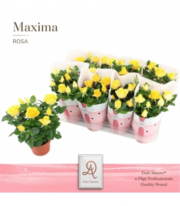 Rosa