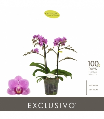 Phalaenopsis