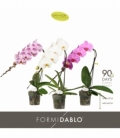 Phalaenopsis