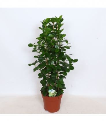 Ficus
