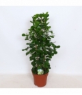 Ficus