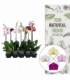 Phalaenopsis