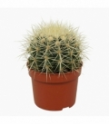 Echinocactus