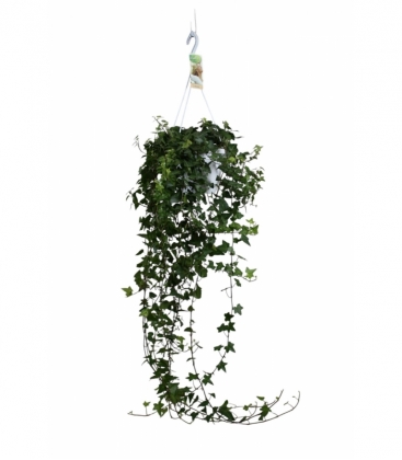 Hedera