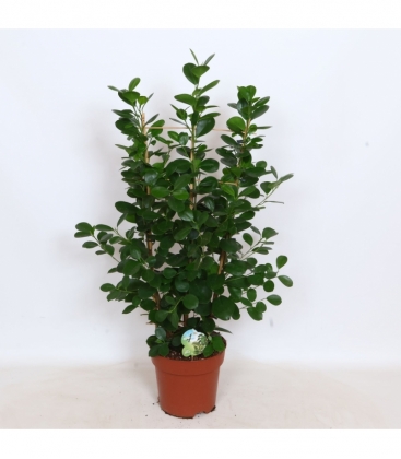 Ficus