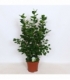 Ficus