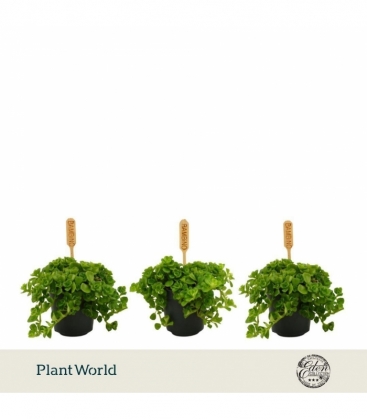Pilea