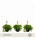 Pilea