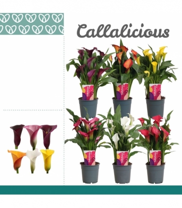 Zantedeschia