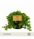 Pilea