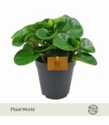 Peperomia