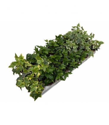 Hedera