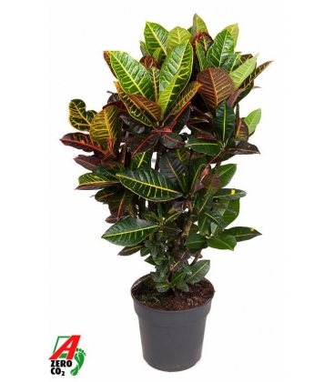 Croton
