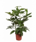 Schefflera