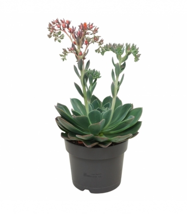 Echeveria