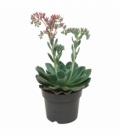 Echeveria