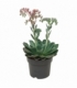 Echeveria