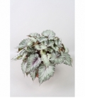 Begonia