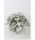 Begonia