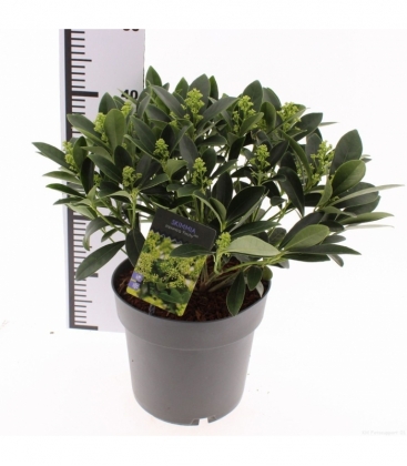 Skimmia