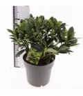 Skimmia