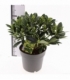 Skimmia