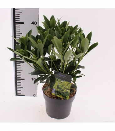 Skimmia