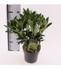 Skimmia