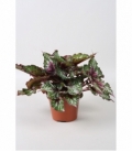 Begonia